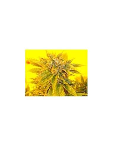 KETAMA SEEDS - Ketama Kush - 1