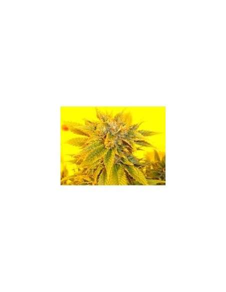 KETAMA SEEDS - Ketama Kush - 1