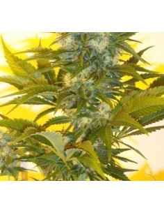 KETAMA SEEDS - Kamnesia - 1