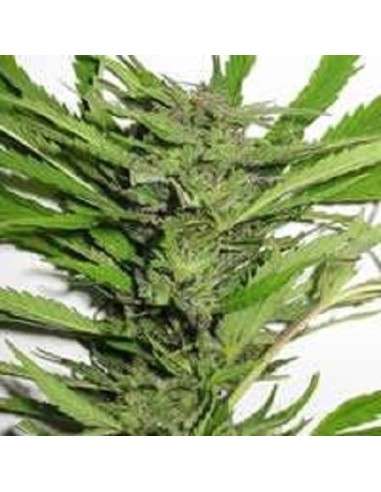 KC BRAINS - Afghani Special - 1