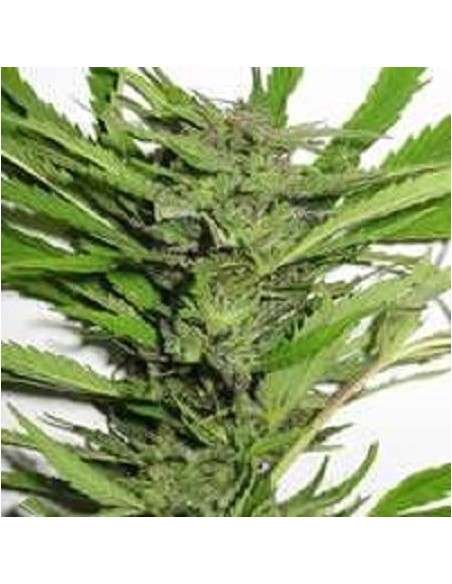 KC BRAINS - Afghani Special - 1