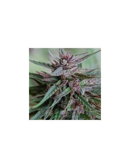 KC BRAINS - Bahia Blackhead - 1