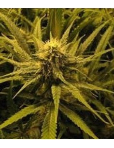 KC BRAINS - Brain Damage - 1