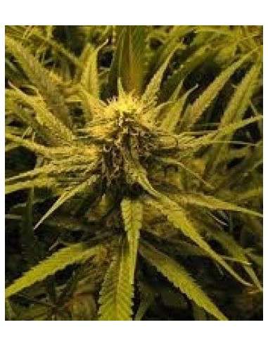 KC BRAINS - Brain Damage - 1