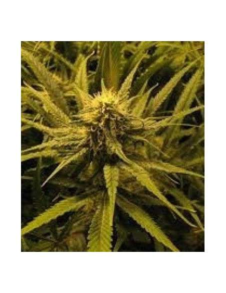 KC BRAINS - Brain Damage - 1