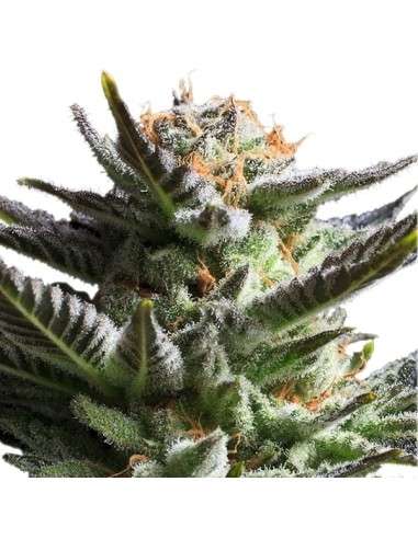 ROYAL QUEEN SEEDS - Fruit Spirit - 5