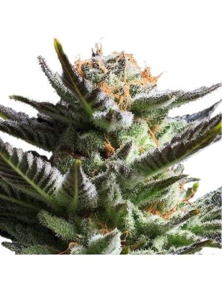 ROYAL QUEEN SEEDS - Fruit Spirit - 5