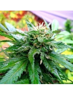 KC BRAINS - California Special - 1