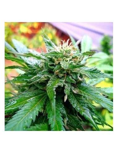 KC BRAINS - California Special - 1