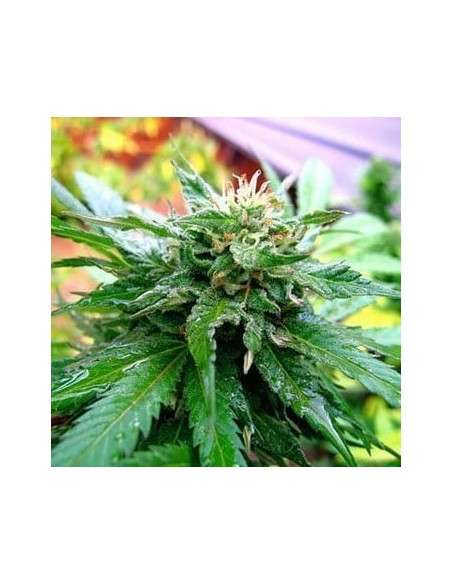 KC BRAINS - California Special - 1
