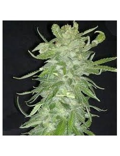 KC BRAINS - Cristal Paradise - 1