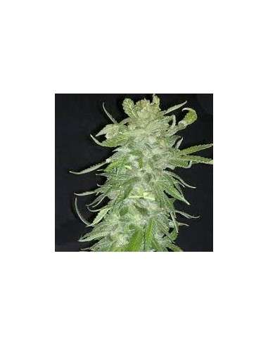 KC BRAINS - Cristal Paradise - 1