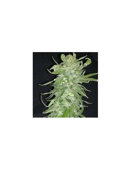 KC BRAINS - Cristal Paradise - 1