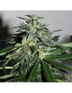 KC BRAINS - Cyber Cristal - 1