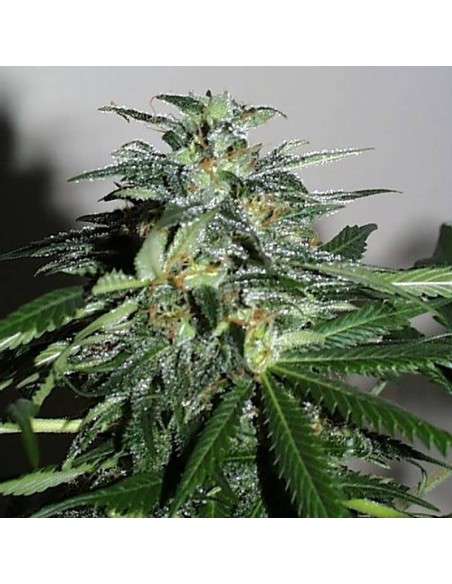 KC BRAINS - Cyber Cristal - 1