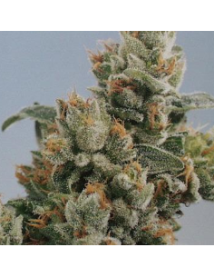KC BRAINS - K.C. 36 - 1