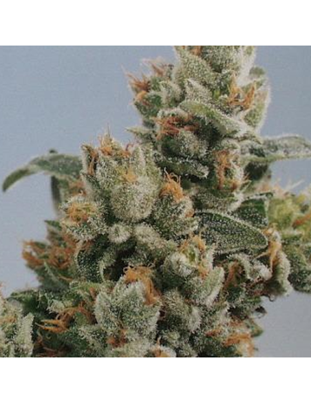 KC BRAINS - K.C. 36 - 1