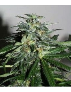 KC BRAINS - K.C. 42 - 1