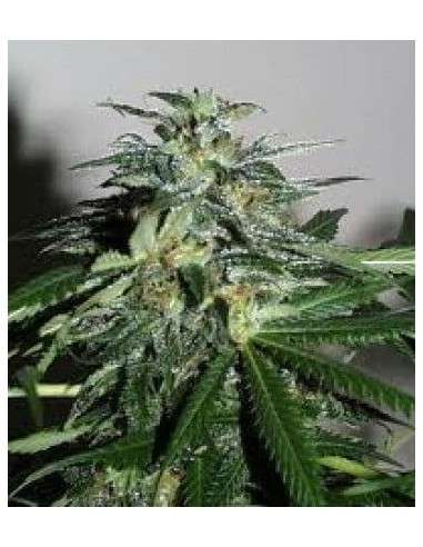 KC BRAINS - K.C. 42 - 1