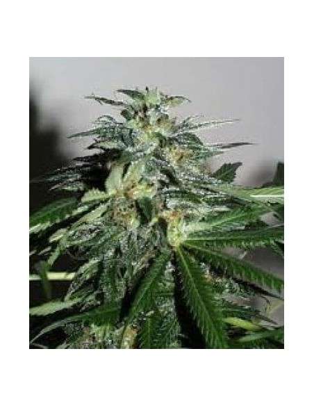 KC BRAINS - K.C. 42 - 1