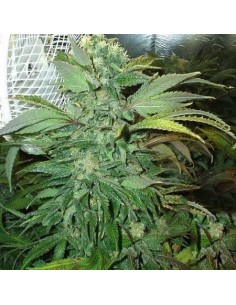 KC BRAINS - K.C. 45 - 1