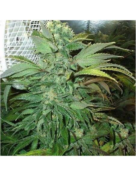 KC BRAINS - K.C. 45 - 1