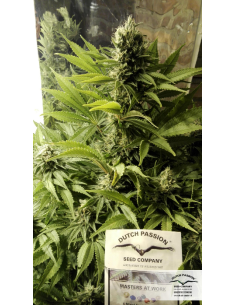 DUTCH PASSION - Durban Poison - 3 2