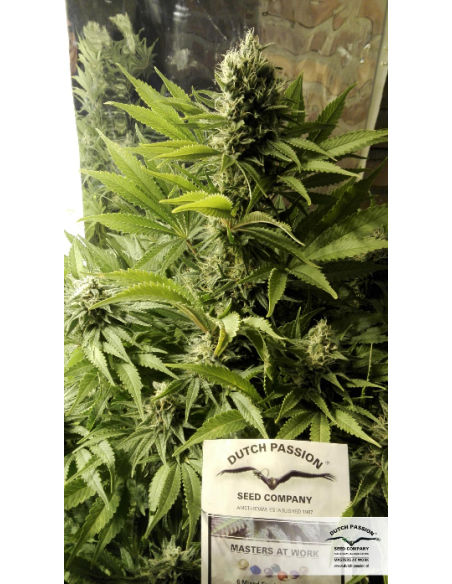 DUTCH PASSION - Durban Poison - 1