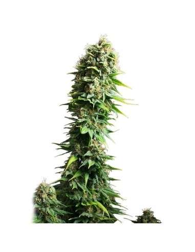 ROYAL QUEEN SEEDS - Fruit Spirit - 6
