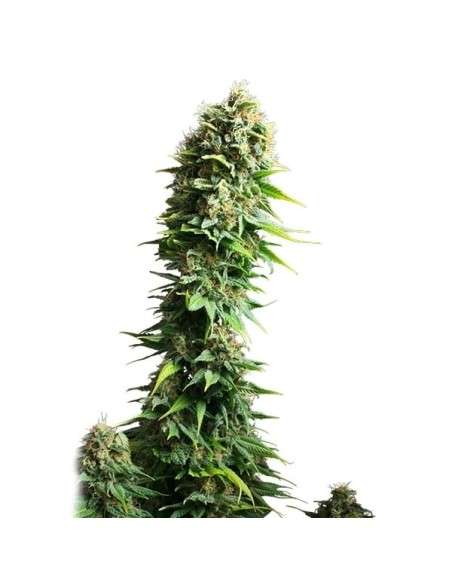 ROYAL QUEEN SEEDS - Fruit Spirit - 6