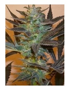 KC BRAINS - K.C. 48 - 1