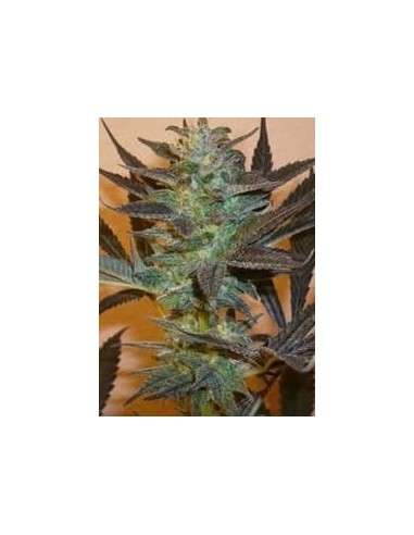 KC BRAINS - K.C. 48 - 1
