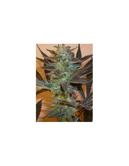 KC BRAINS - K.C. 48 - 1