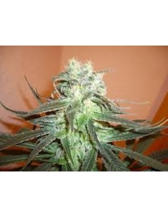KC BRAINS - Mango - 1