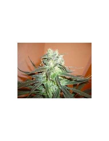 KC BRAINS - Mango - 1