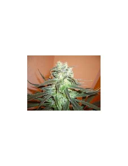 KC BRAINS - Mango - 1