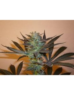 KC BRAINS - Mind Bender - 1