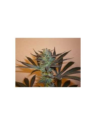 KC BRAINS - Mind Bender - 1