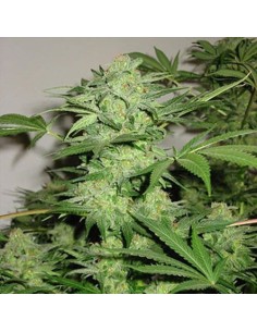 KC BRAINS - Northern Light Special - 1