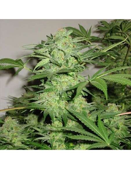 KC BRAINS - Northern Light Special - 1
