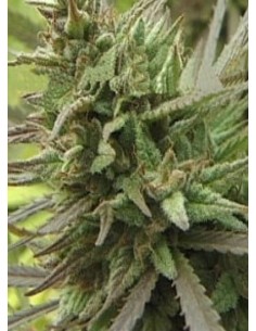 KC BRAINS - Spontanica - 1