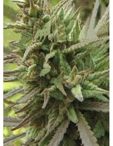 KC BRAINS - Spontanica - 1
