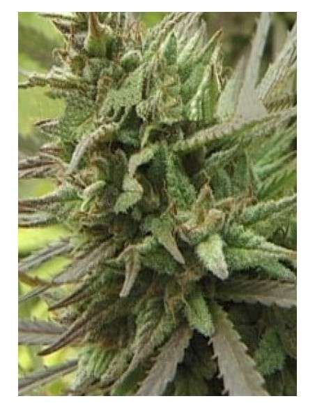 KC BRAINS - Spontanica - 1