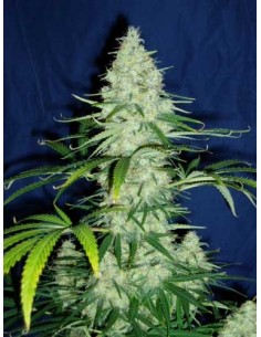 KC BRAINS - Sweet Dreams - 1