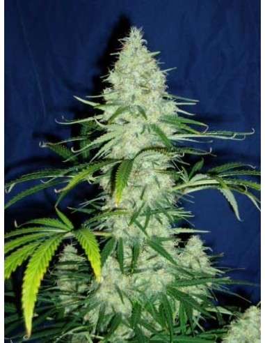 KC BRAINS - Sweet Dreams - 1