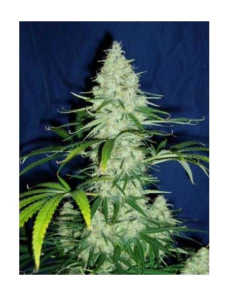 KC BRAINS - Sweet Dreams - 1