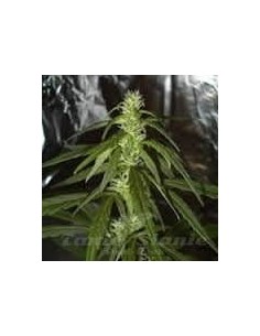 KC BRAINS - Swiss-XT - 1
