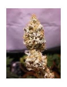 KC BRAINS - White K.C. - 1