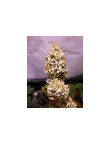 KC BRAINS - White K.C. - 1