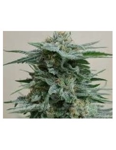 KALASHNIKOV SEEDS - AK Kush - 1